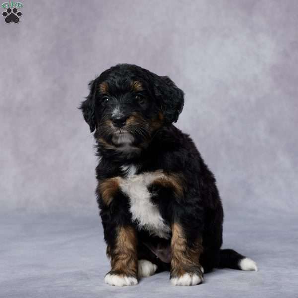 Dallas, Mini Bernedoodle Puppy